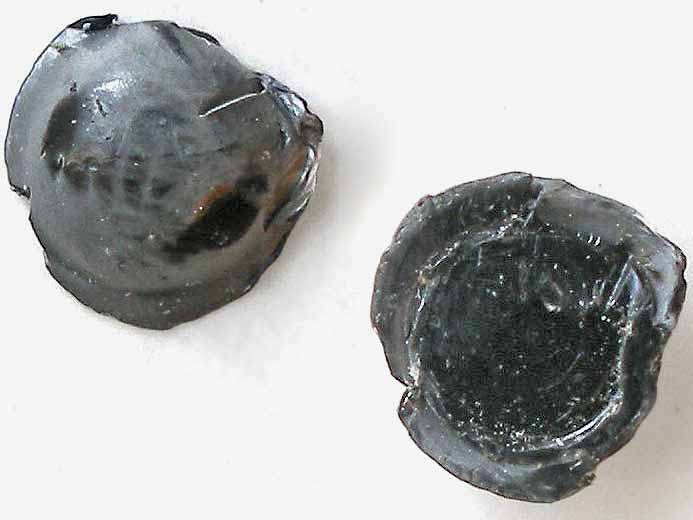 Brachiopodes inarticuls fossiles du jurassique Boulonnais